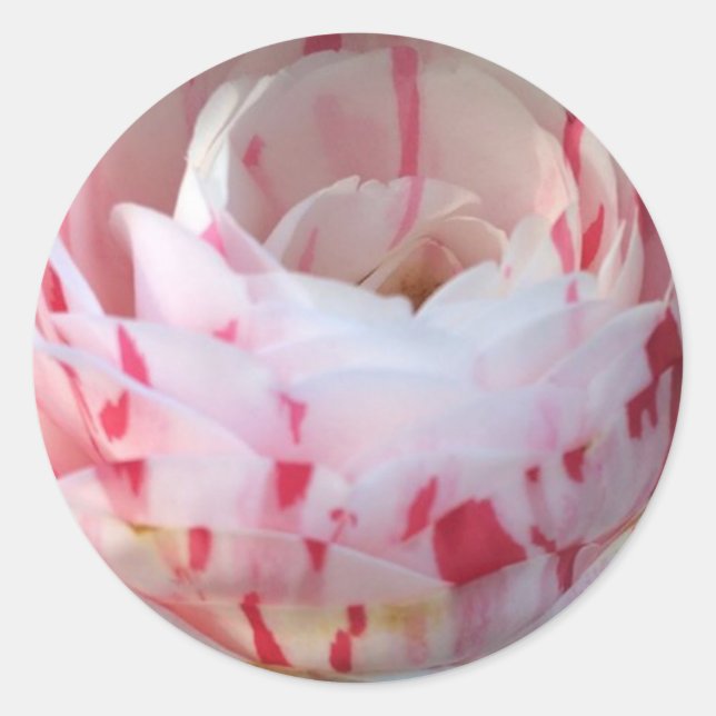 Rosa und Weiß Runder Aufkleber (Vorderseite)