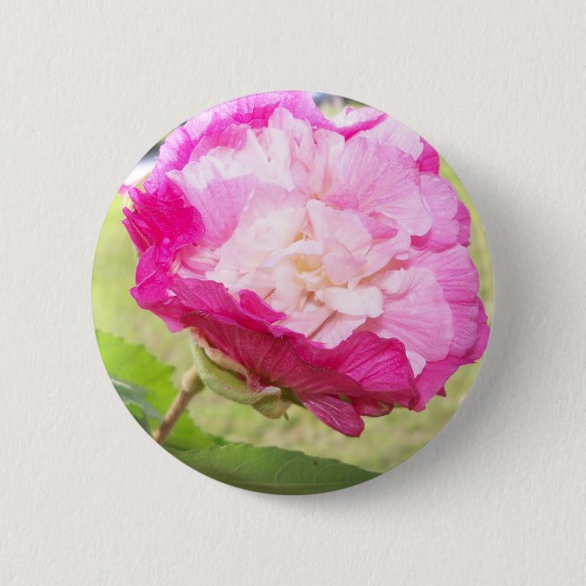 Rosa und Weiß veränderbarer Hibiskus blühen Button (Vorderseite)