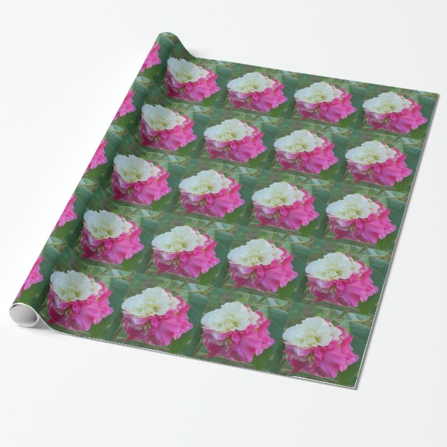 Rosa und Weiß veränderbarer Hibiskus blühen Geschenkpapier (Ungerollt)