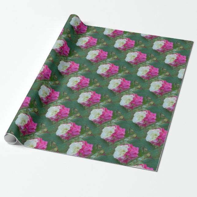 Rosa und Weiß veränderbarer Hibiskus blühen Geschenkpapier (Ungerollt)