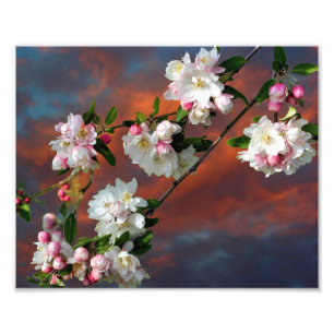 Rosa und weiße Apfelblüten Morgens von Sky 8x10 Fotodruck