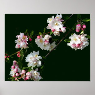 Rosa und weiße Apfelblüten Poster