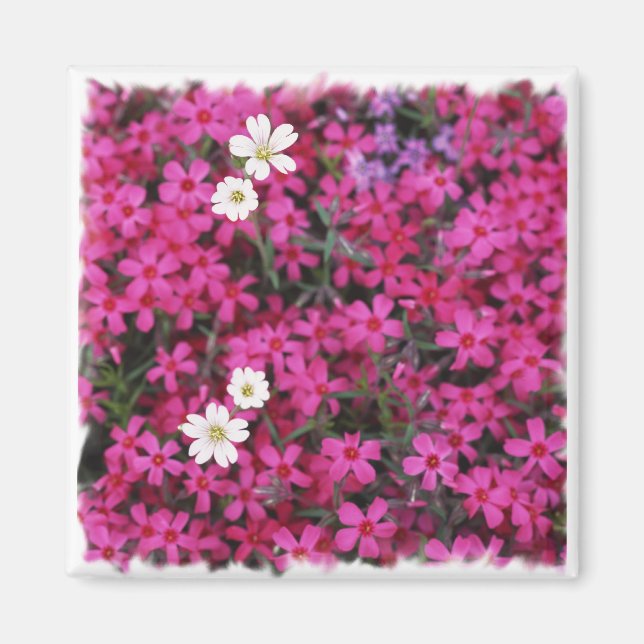 Rosa und weiße Blume Magnet (Vorne)