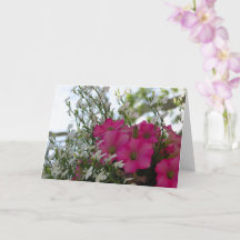 Rosa und weiße Blume - Martha's Vineyard Card
