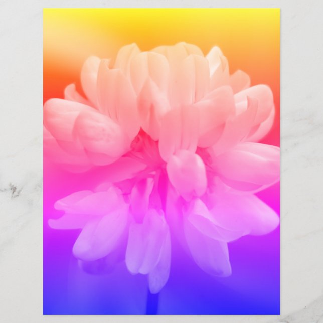 Rosa und weiße Blume Nah (Vorderseite)