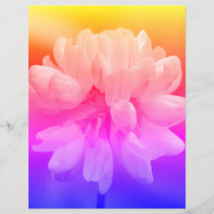 Rosa und weiße Blume Nah