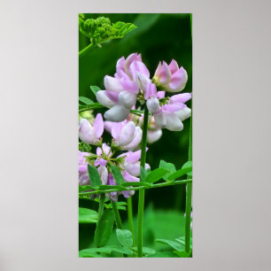 Rosa und weiße Blume Poster