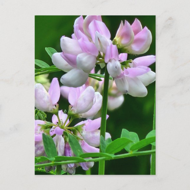Rosa und weiße Blume Postkarte (Vorderseite)