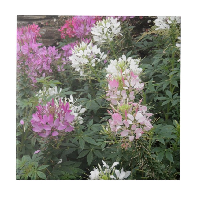 Rosa und weiße Blüten Fliese (Vorderseite)