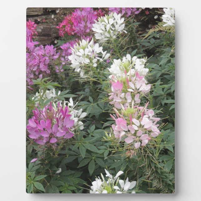 Rosa und weiße Blüten Fotoplatte (Vorderseite)