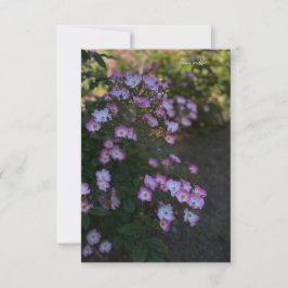 Rosa und weiße Bush-Rose Mitteilungskarte