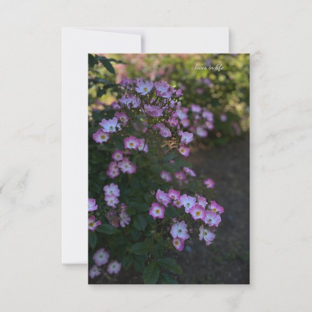 Rosa und weiße Bush-Rose Mitteilungskarte (Vorderseite)
