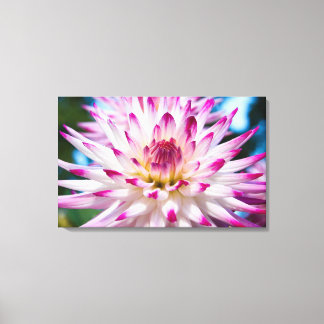 Rosa und weiße Dahlia Leinwanddruck