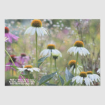 Rosa und Weiße Echinacea