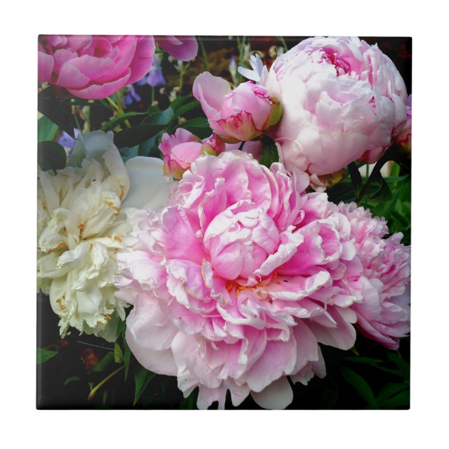 Rosa und weiße Erdnüsse Fliese (Vorderseite)