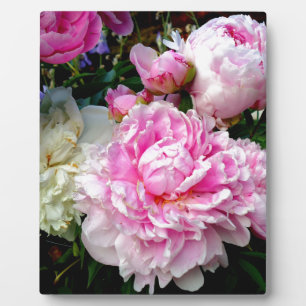 Rosa und weiße Erdnüsse Fotoplatte
