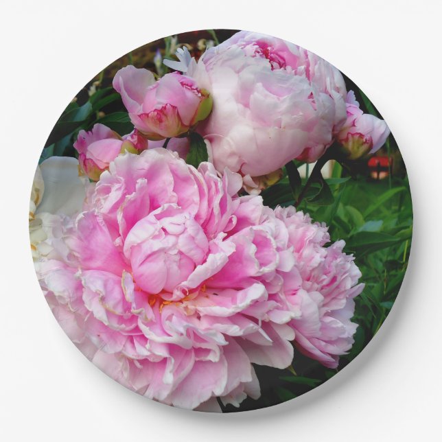Rosa und weiße Erdnüsse Pappteller (Vorderseite)