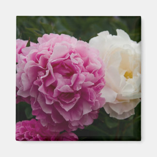 Rosa und weiße Erdnüsse | Rosa & Weiße Pfingstrose Magnet
