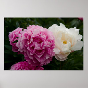 Rosa und weiße Erdnüsse Rosa & Weiße Pfingstrose Poster