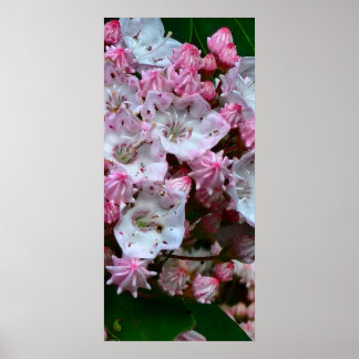 Rosa und weiße Laurel Blume Poster