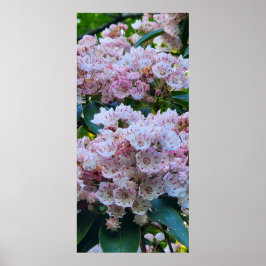 Rosa und weiße Laurel Blume Poster
