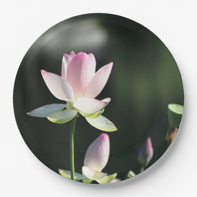 Rosa und weiße Lotus-Blume Pappteller (Vorderseite)