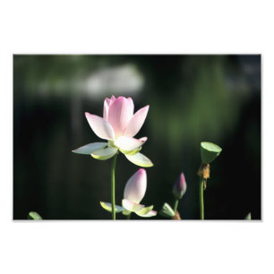 Rosa und weiße Lotusblume Fotodruck