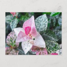Rosa und weiße panaschierte Blätter Postkarte