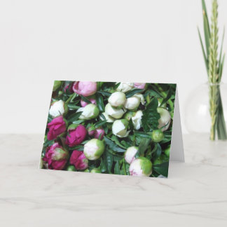 Rosa und weiße Pfingstrose knospt Gruß-Karte Karte