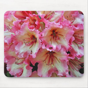 Rosa und weiße Rhododendron-Blume Mousepad