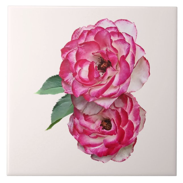 Rosa und weiße Rosen Fliese (Vorderseite)