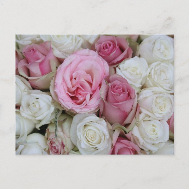 Rosa und weiße Rosen von Therosegarden Postkarte (Vorderseite)