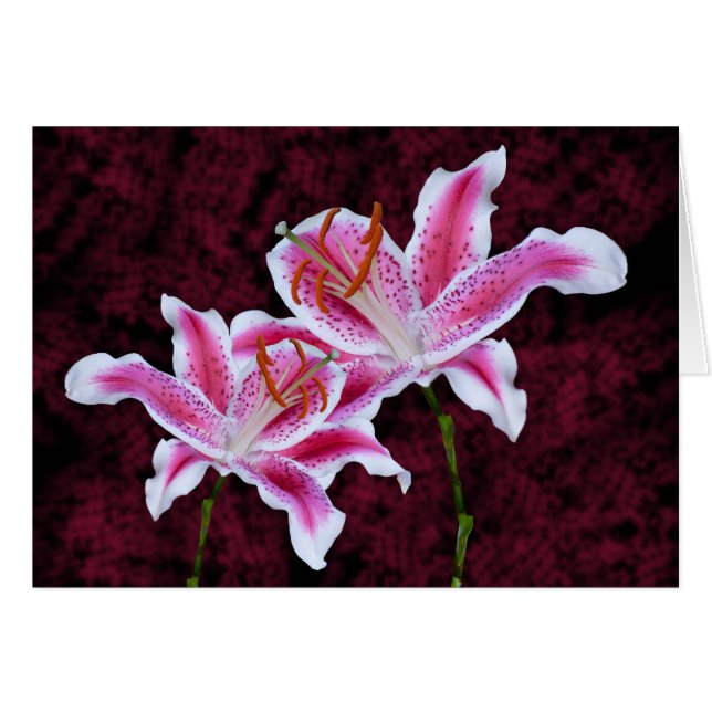 Rosa und Weiße Sterngazer Lily Nah up Fotografie (Vorderseite (Horizontal))