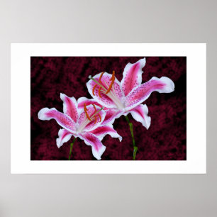 Rosa und Weiße Sterngazer Lily Nah up Fotografie Poster