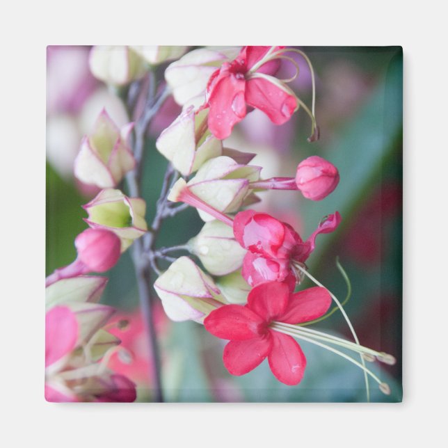 Rosa und weiße tropische Blume Magnet (Vorne)