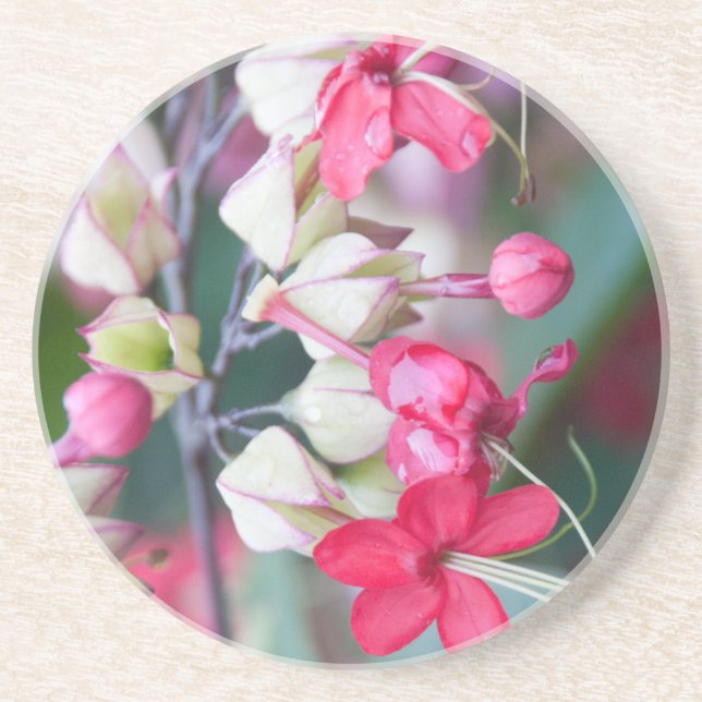 Rosa und weiße tropische Blume Sandstein Untersetzer (Vorne)