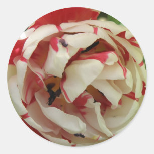 Rosa und weiße Tulip Aufkleber