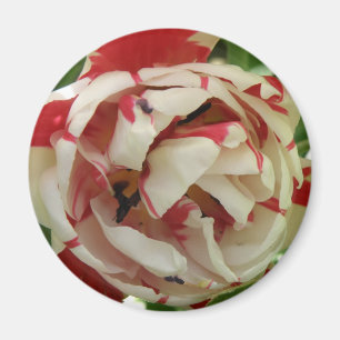 Rosa und Weiße Tulip Magnet