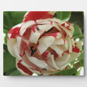 Rosa und weiße Tulip Plaque Fotoplatte