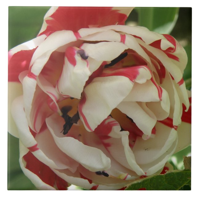 Rosa und weiße Tulip Tile Fliese (Vorderseite)