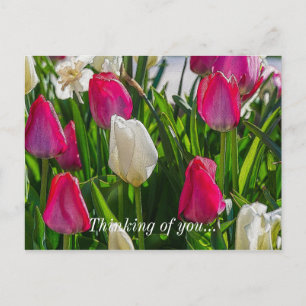 Rosa und weiße Tulpen, farbenfrohe Vorstellung von Postkarte
