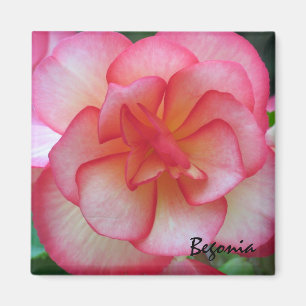 Rosa und weißer Begonien-Magnet Magnet