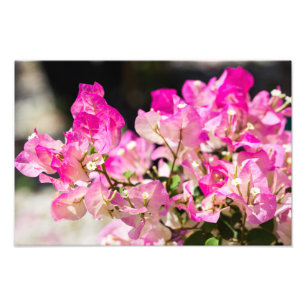 Rosa und weißes Bouganvilla Fotodruck