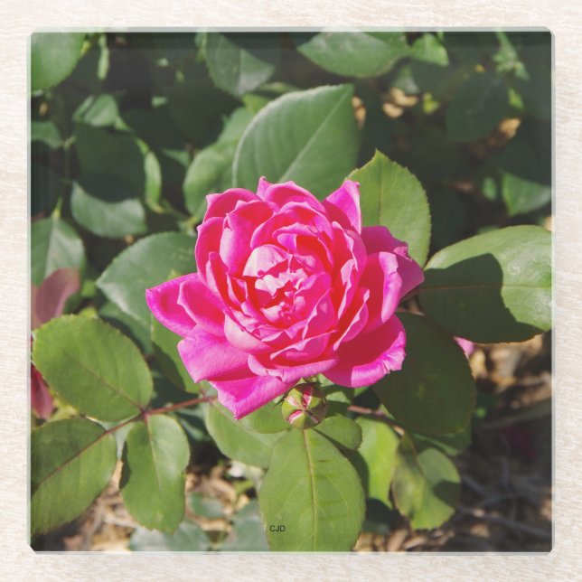 Rosa Untersetzer (Vorderseite)