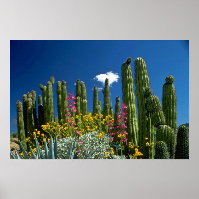 Rosa Viele Pflanze, Sonorische Wüste, Arizona Blum Poster (Vorne)