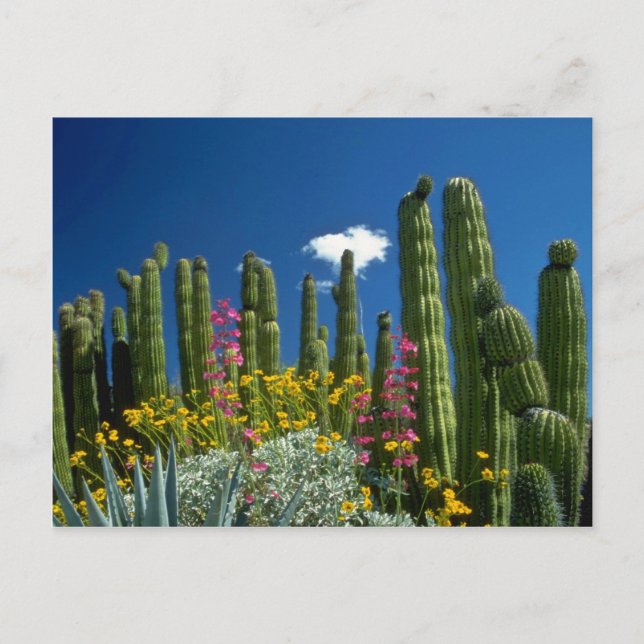 Rosa Viele Pflanze, Sonorische Wüste, Arizona Blum Postkarte (Vorderseite)