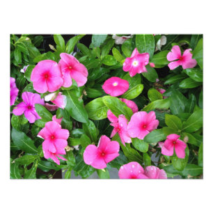 Rosa Vinca-Blume Bush Fotodruck