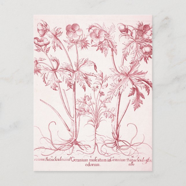 Rosa Vintage botanische Kunst Postkarte (Vorderseite)