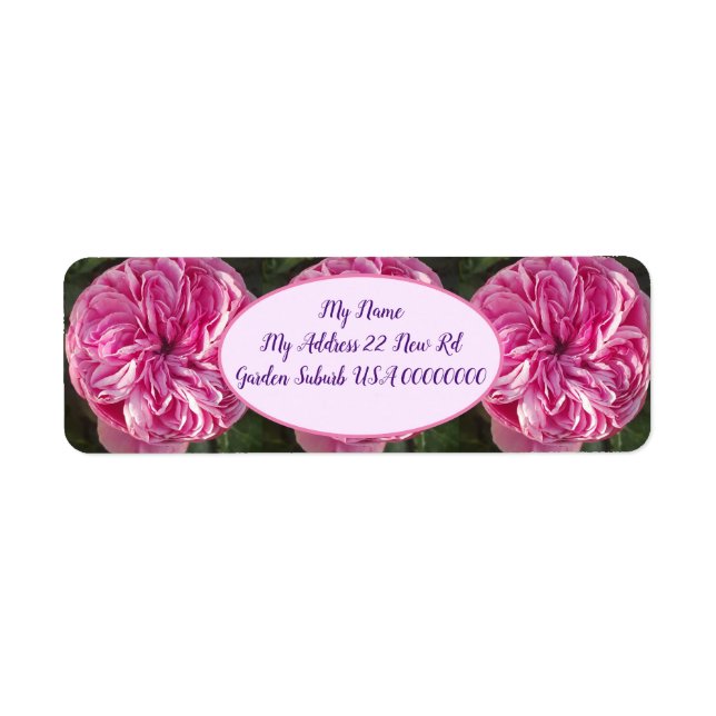 Rosa Vintage Cabbage Rose Blume Blumenkohl (Vorne)