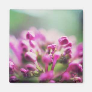 Rosa Vintage Makro-Blume Magnet